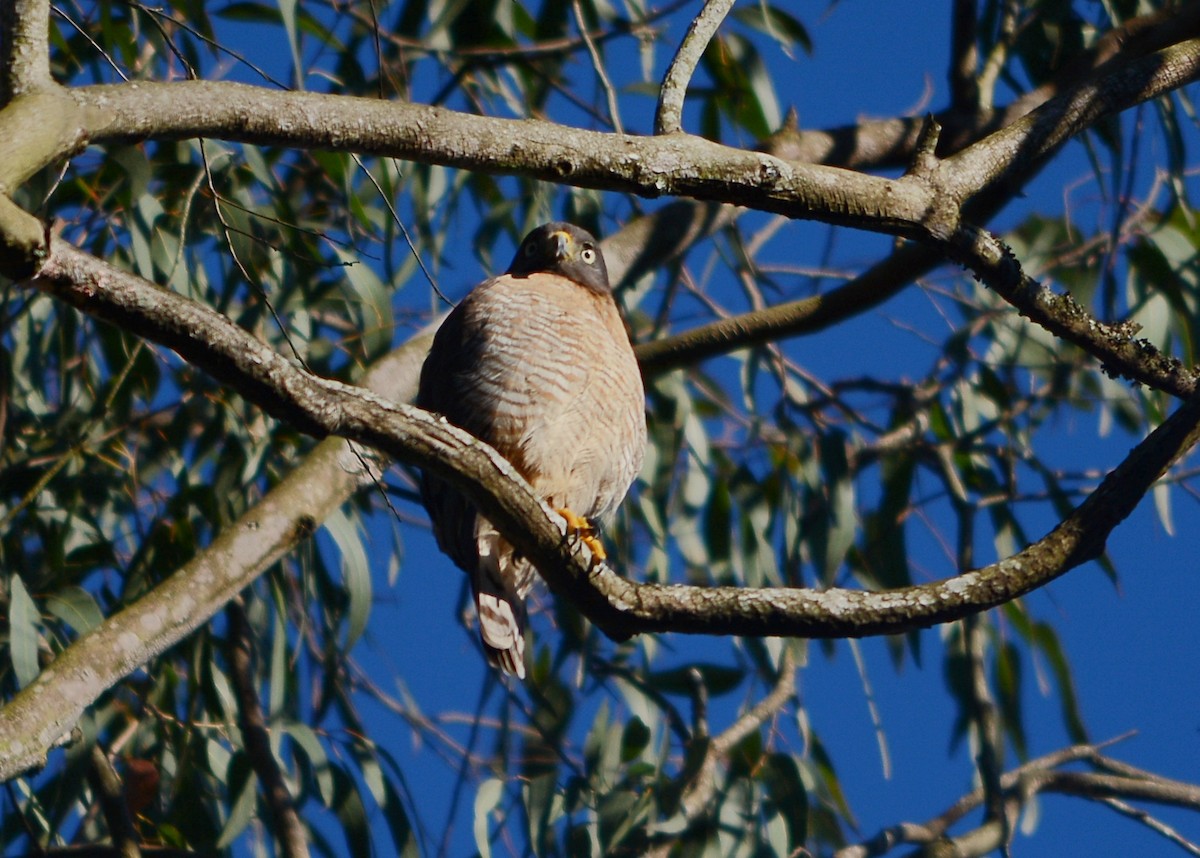 Buse à gros bec - ML641746225