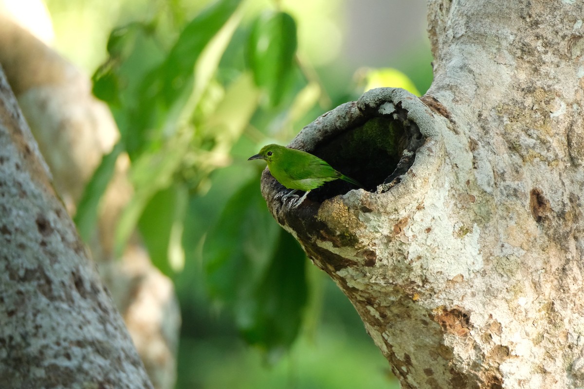 Lesser Green Leafbird - ML641746228