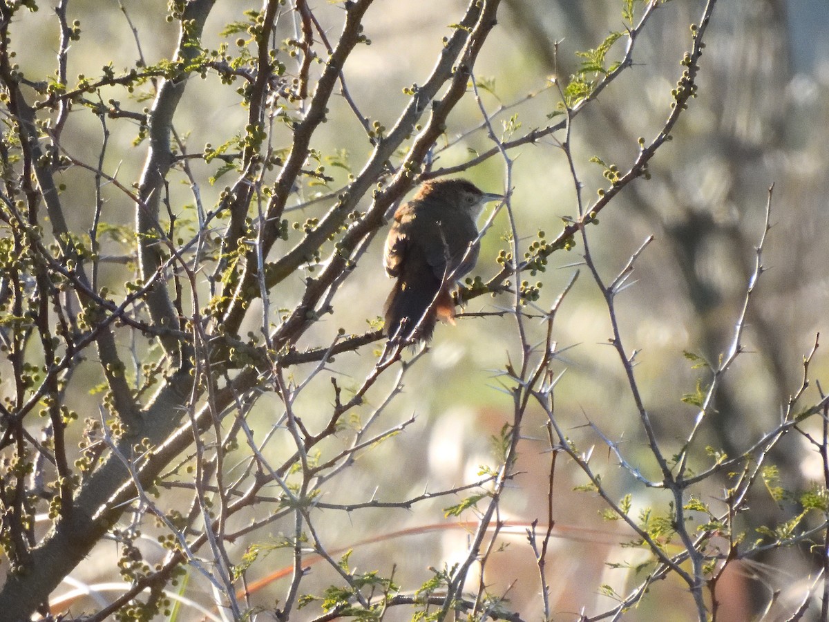 Freckle-breasted Thornbird - ML641746237