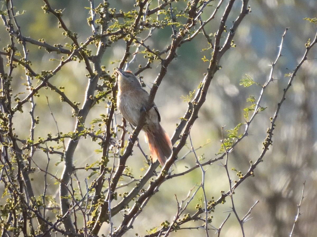 Freckle-breasted Thornbird - ML641746238