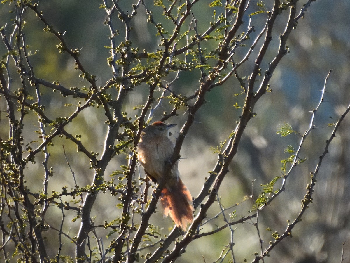 Freckle-breasted Thornbird - ML641746239