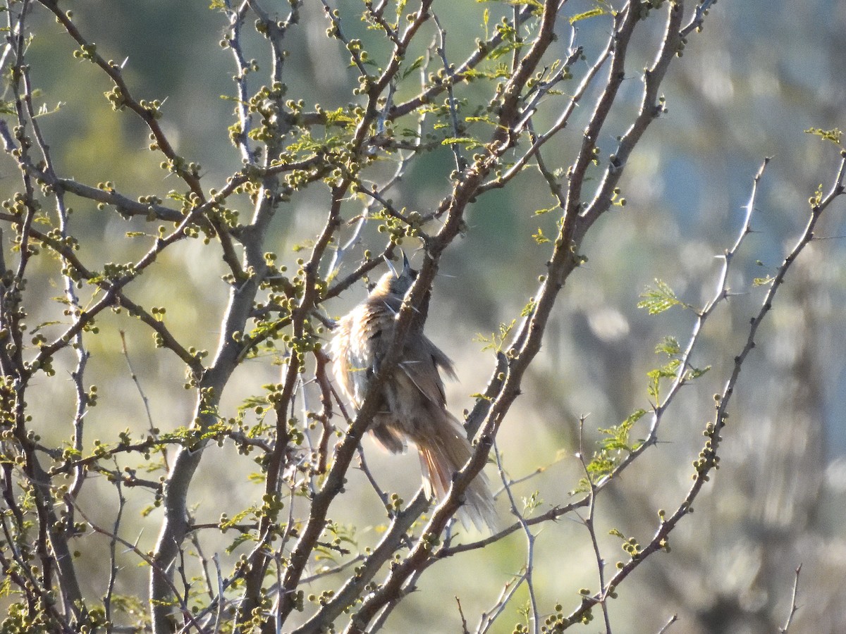 Freckle-breasted Thornbird - ML641746240