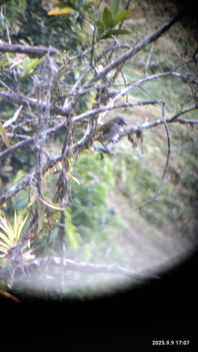 Buff-throated Saltator - ML641746248