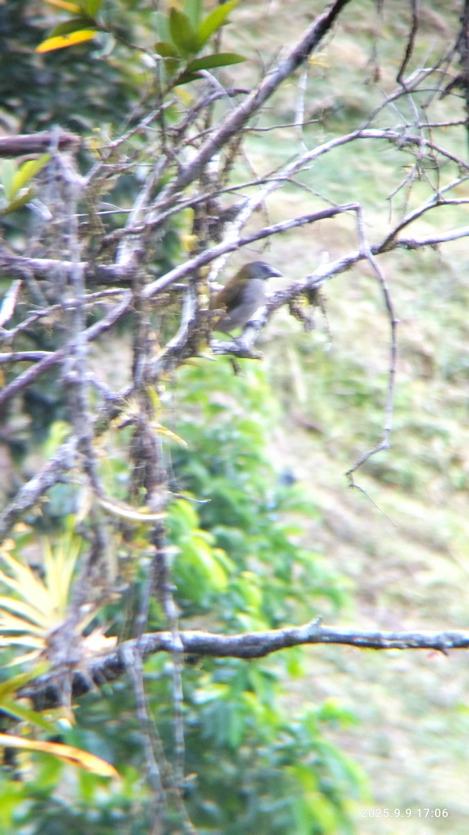 Buff-throated Saltator - ML641746250