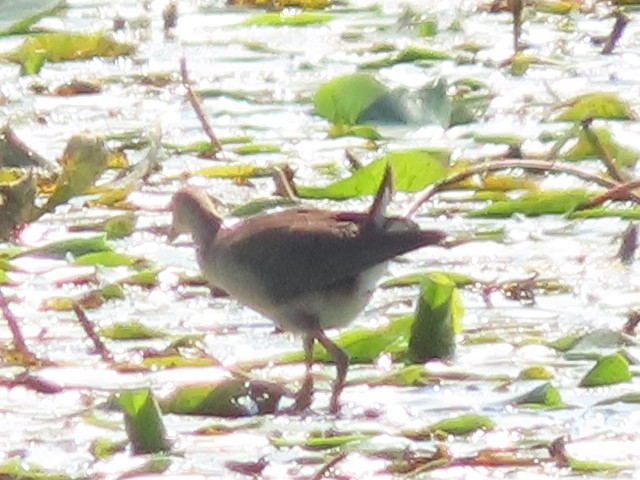 Purple Gallinule - ML641746293
