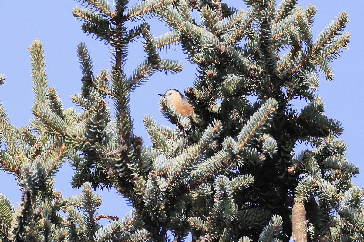 Przevalski's Nuthatch - ML641746294