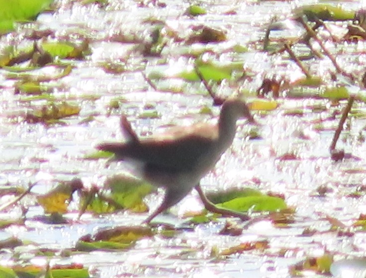 Purple Gallinule - ML641746297