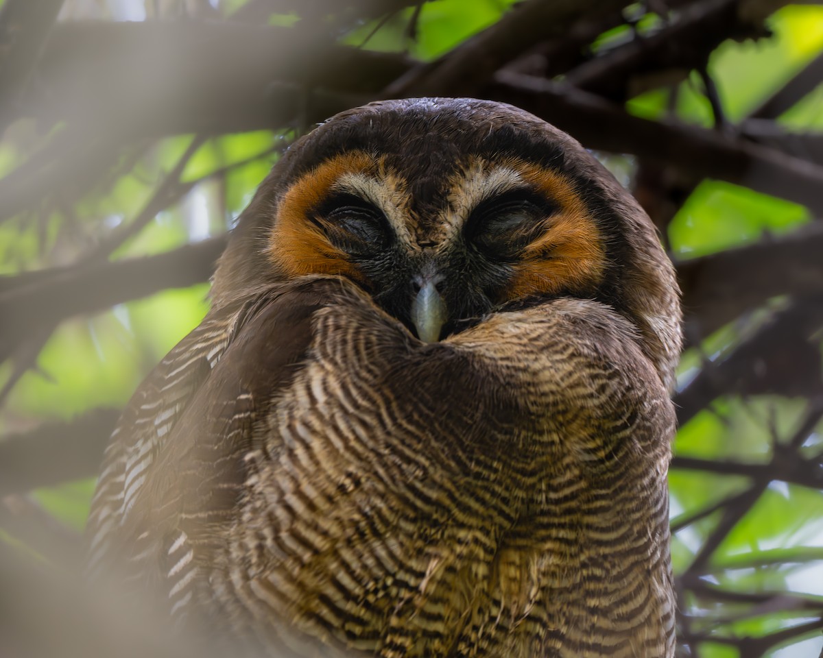 Brown Wood-Owl - ML641746299