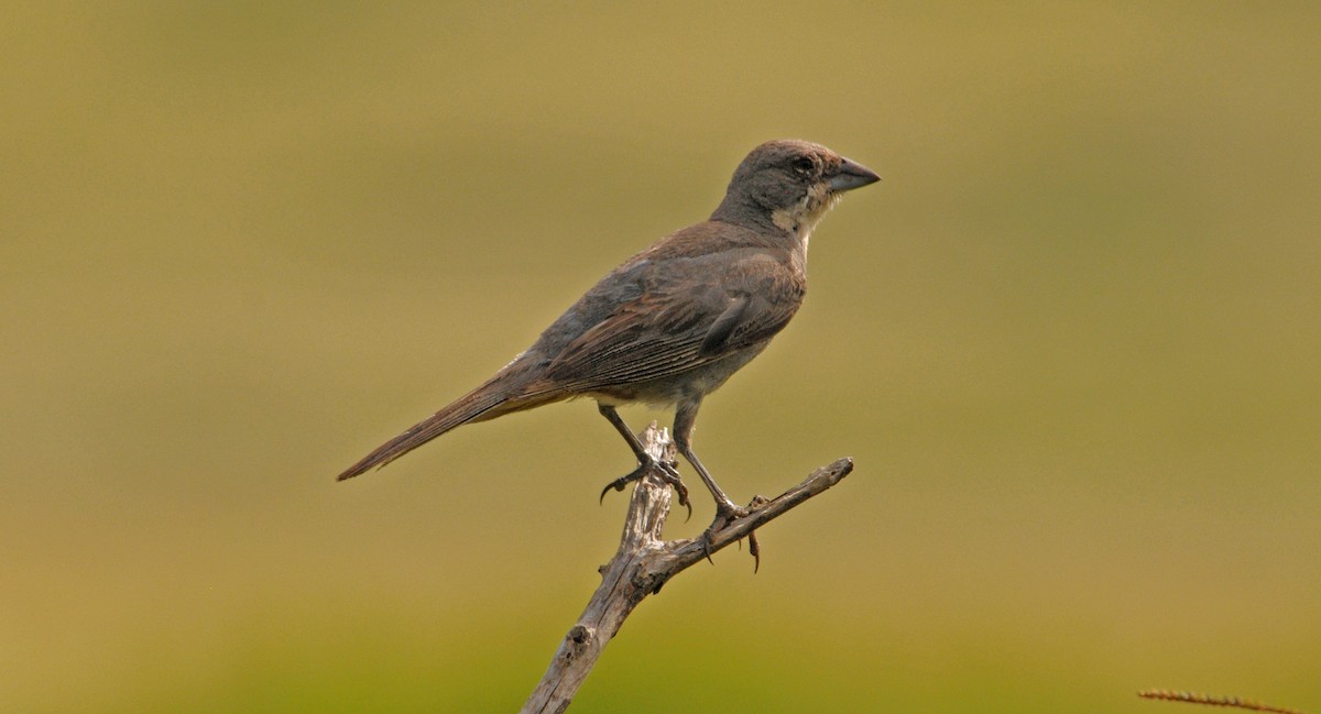 diukaspurv - ML641746302