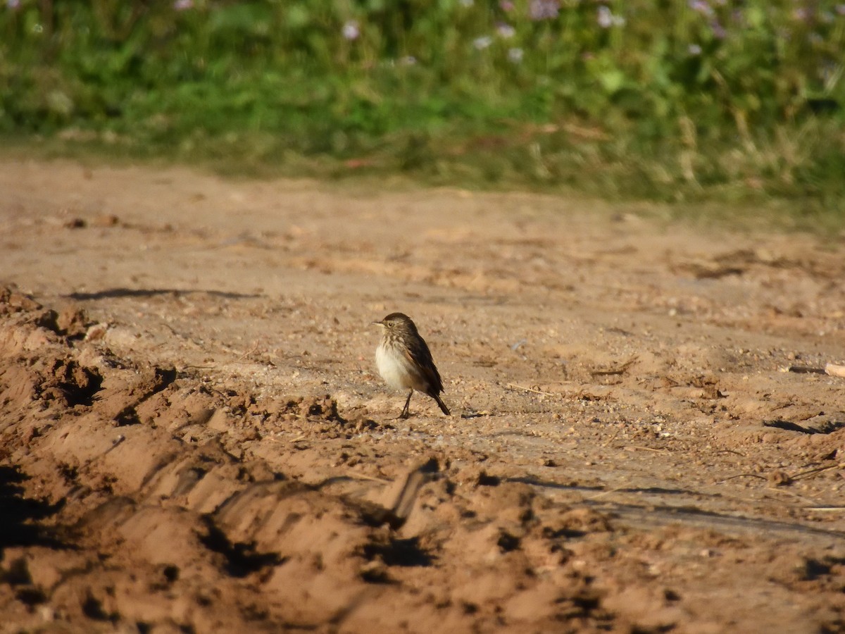 Spectacled Tyrant - ML641746308