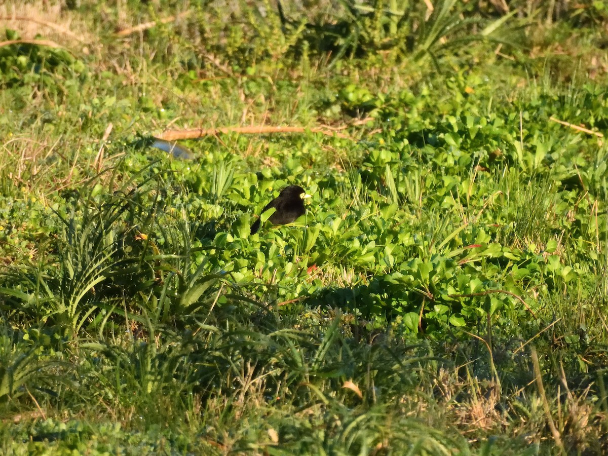 Spectacled Tyrant - ML641746310