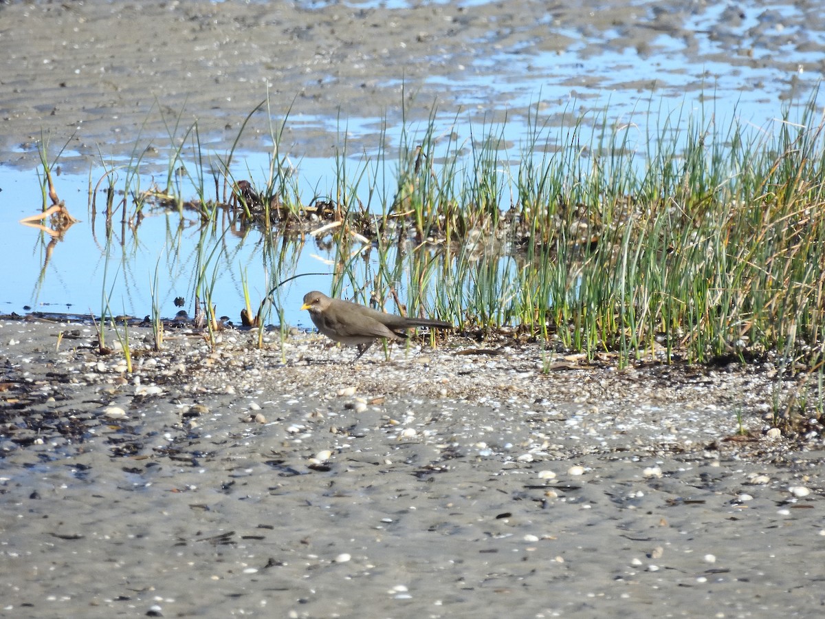 Creamy-bellied Thrush - ML641746328