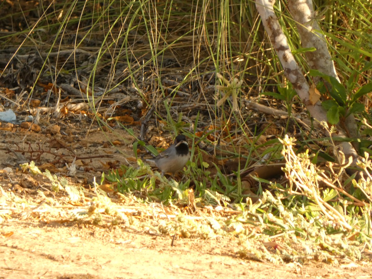 Rüppell's Warbler - ML641746330
