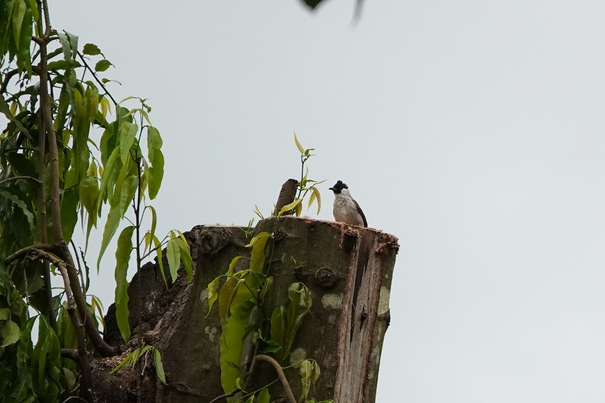 Bulbul urre-ipurdia - ML641746333