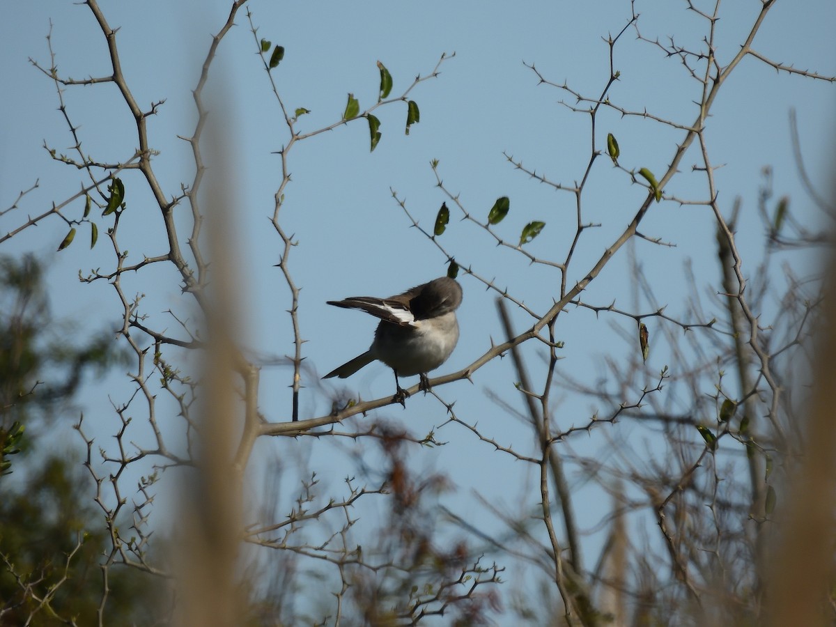Chalk-browed Mockingbird - ML641746335