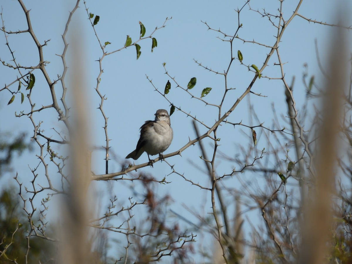 Chalk-browed Mockingbird - ML641746336