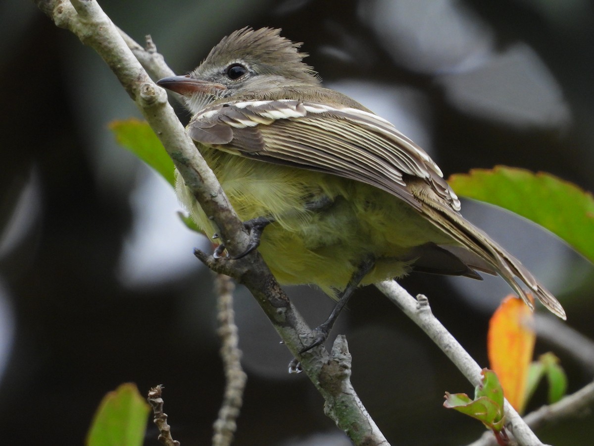 Yellow-bellied Elaenia - ML641746343