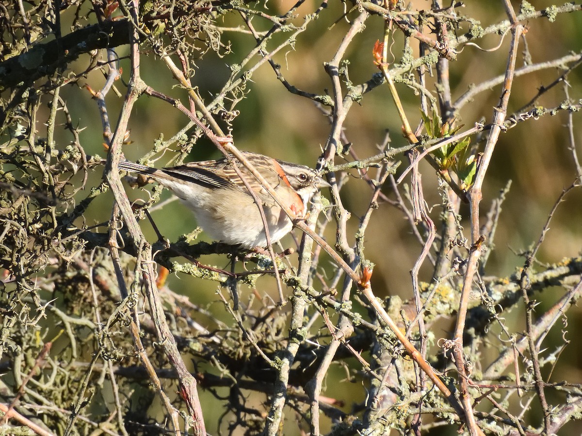 Rufous-collared Sparrow - ML641746358