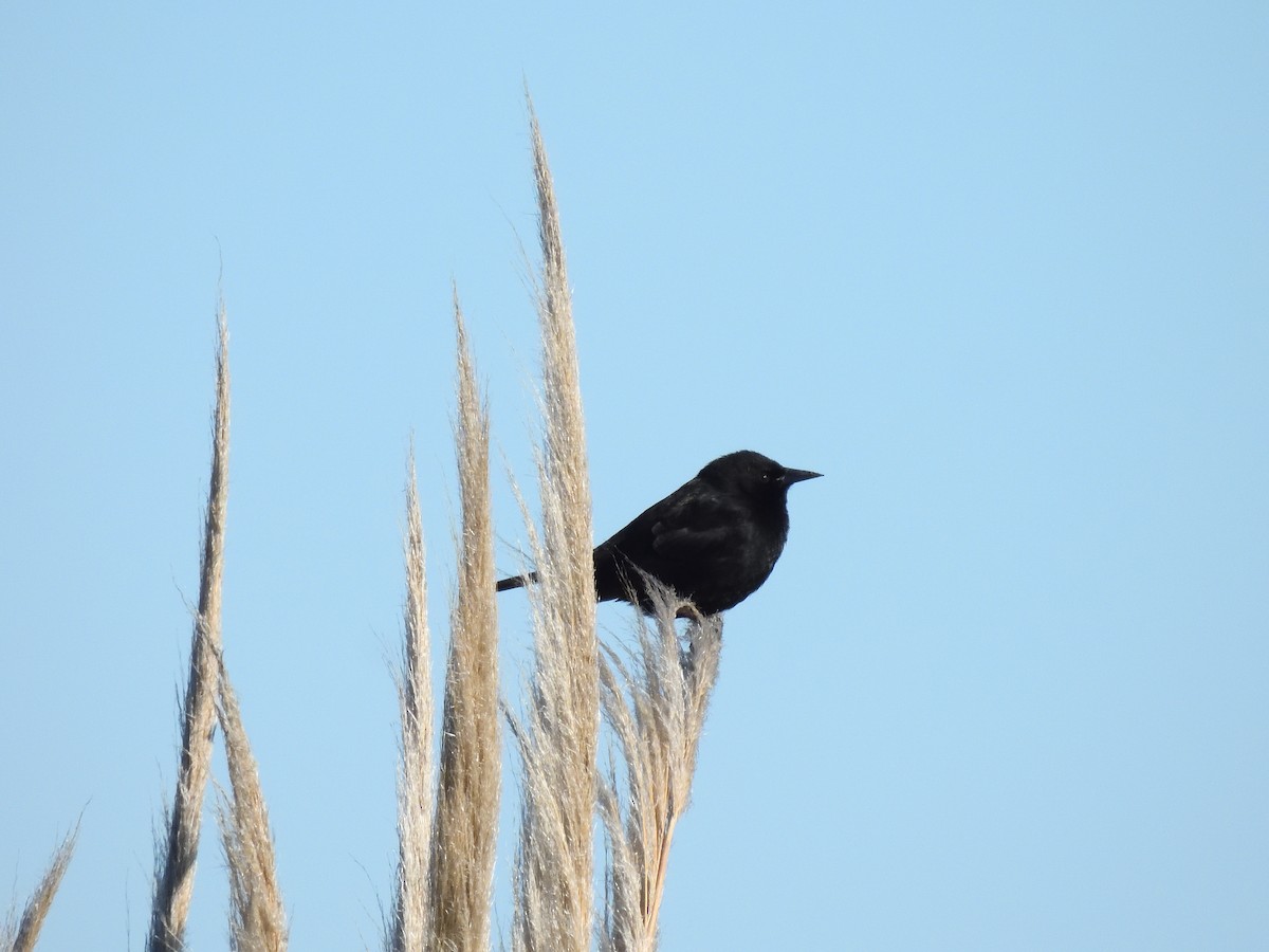Yellow-winged Blackbird - ML641746366