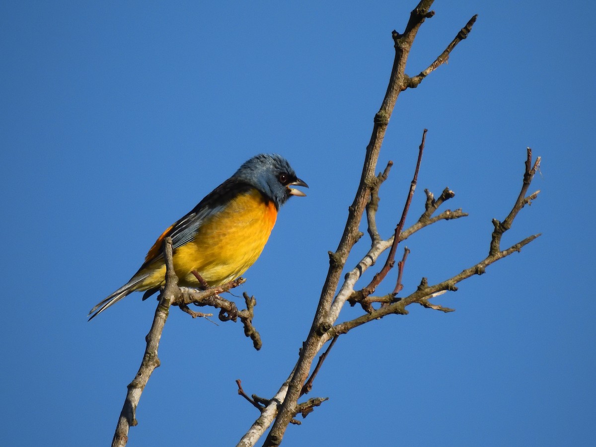 Blue-and-yellow Tanager - ML641746379
