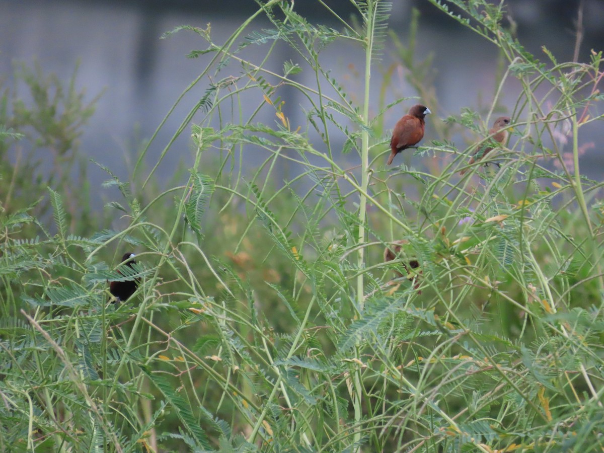 Chestnut Munia - ML641746428