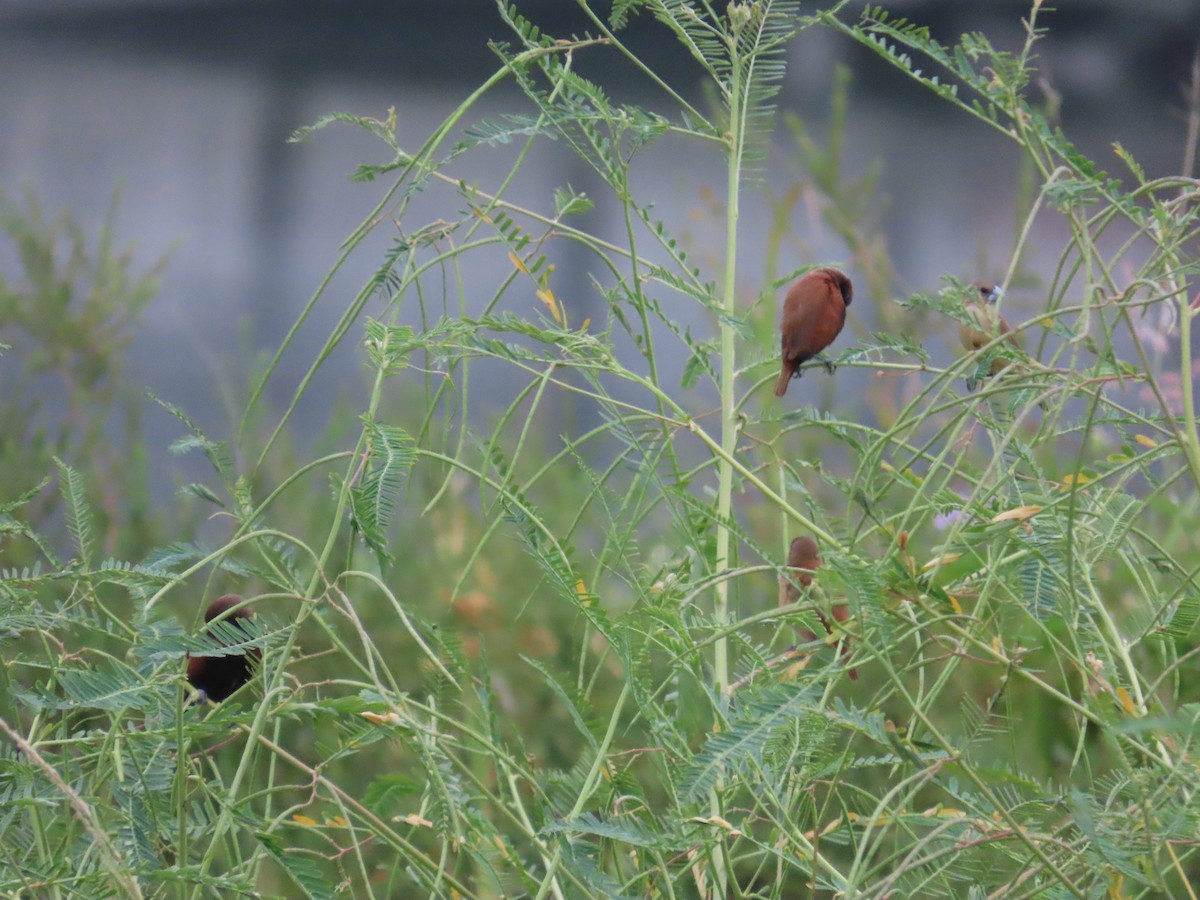 Chestnut Munia - ML641746429