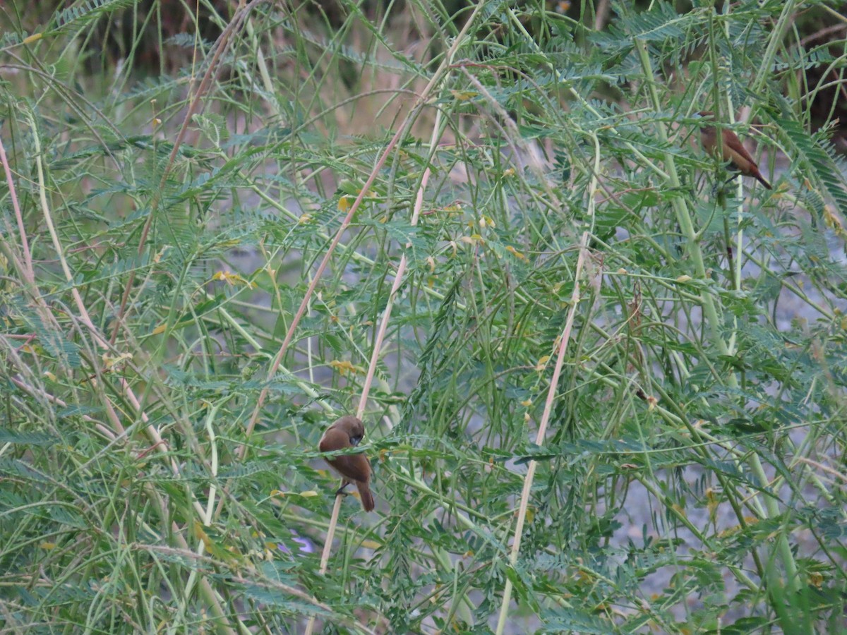 Chestnut Munia - ML641746430