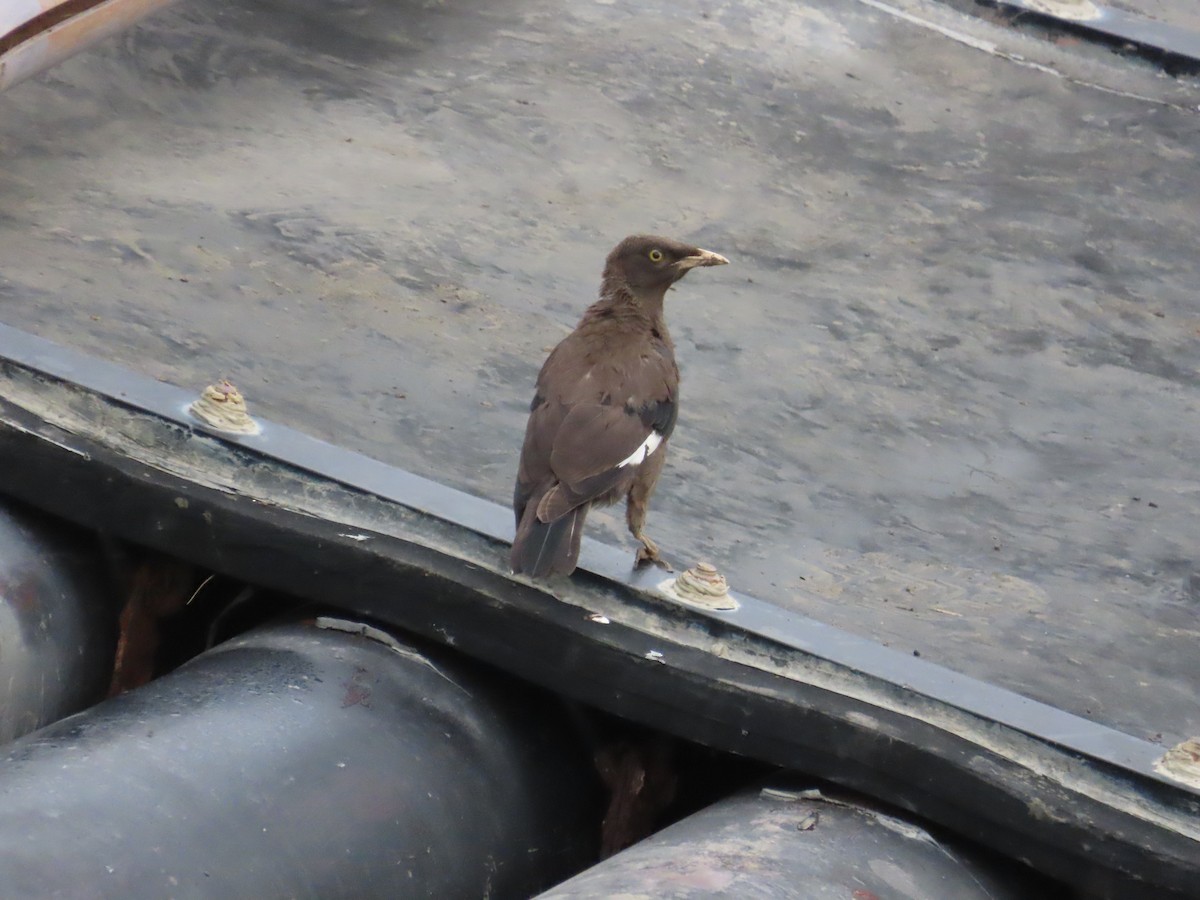 Crested Myna - ML641746466
