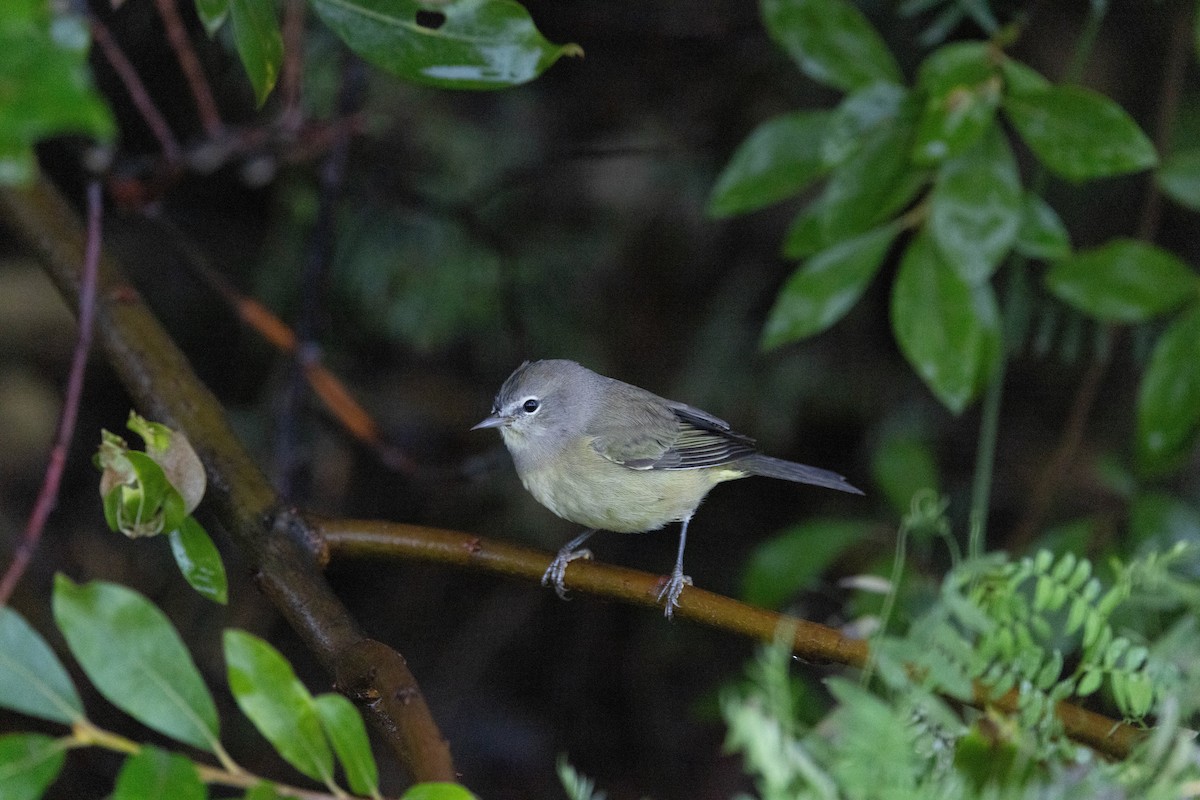 Orange-crowned Warbler - ML641746486