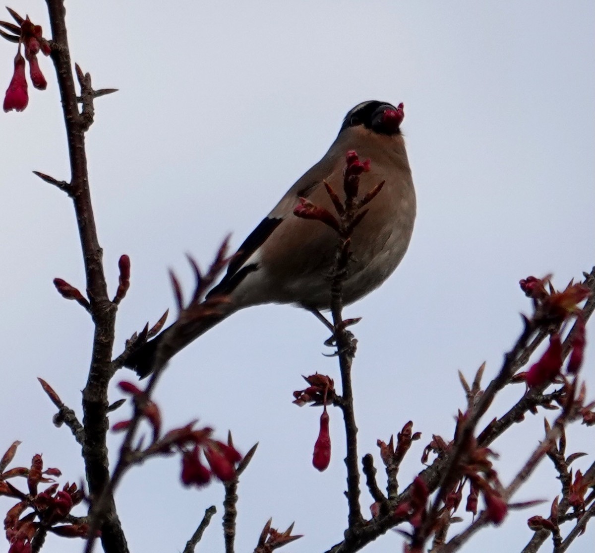 Taiwan Bullfinch - ML641746554