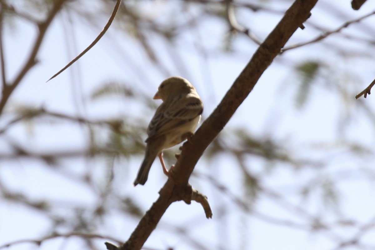 Sudan Golden Sparrow - ML641746583