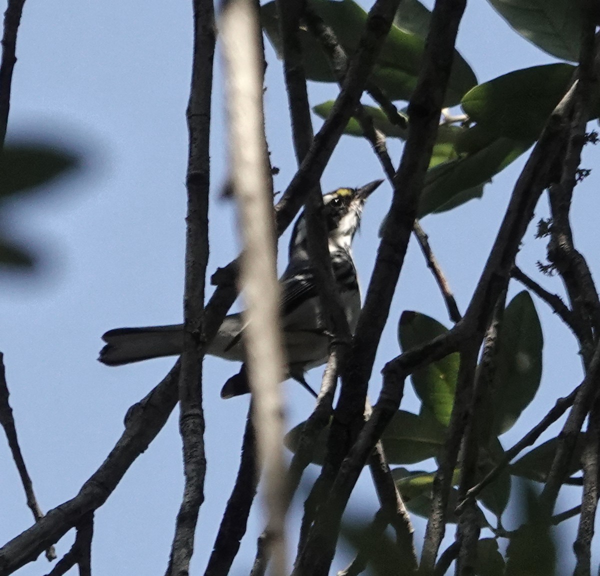 gråparula - ML641746611