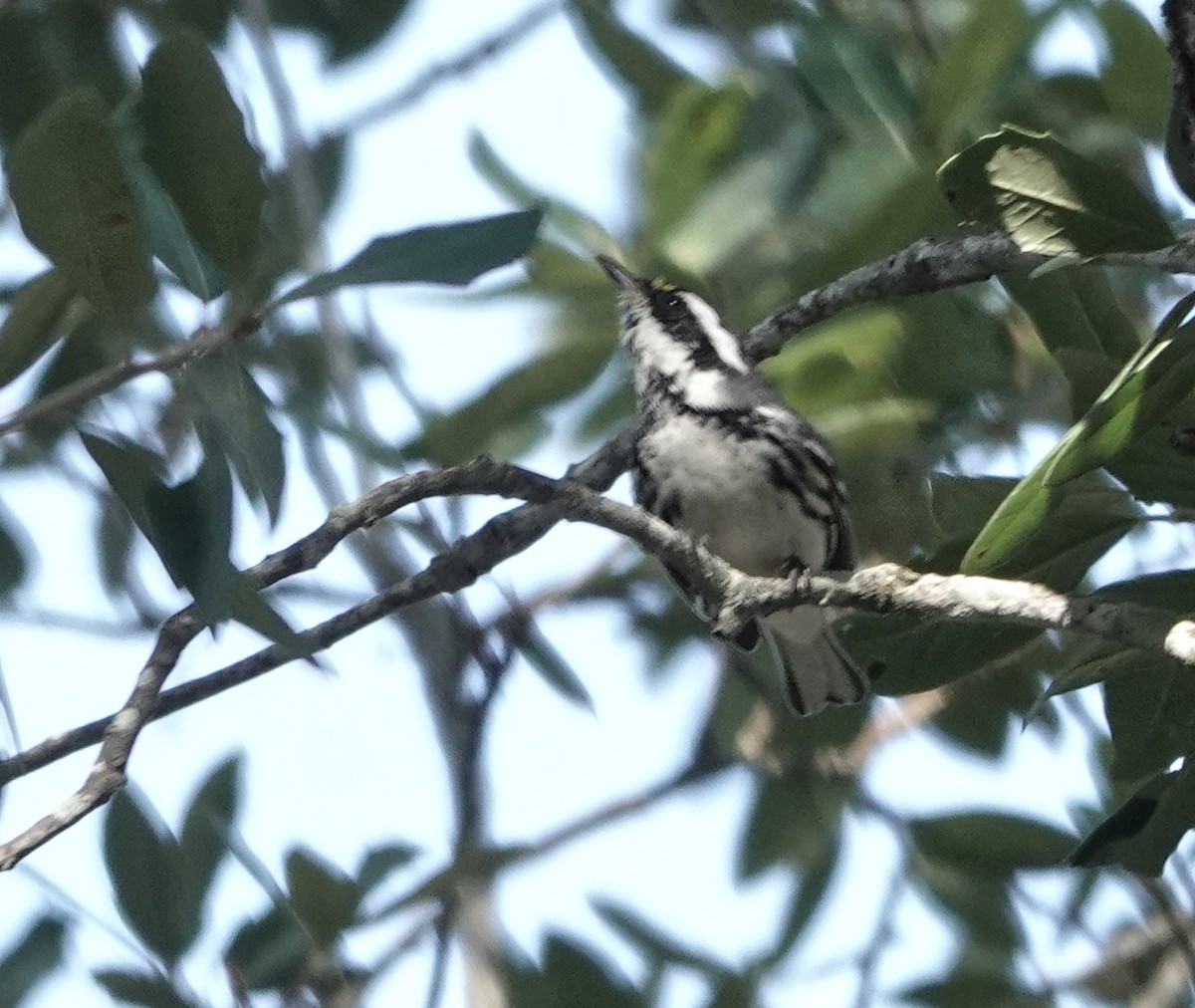 gråparula - ML641746612