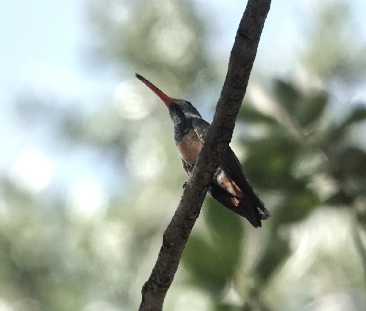 Buff-bellied Hummingbird - ML641746639