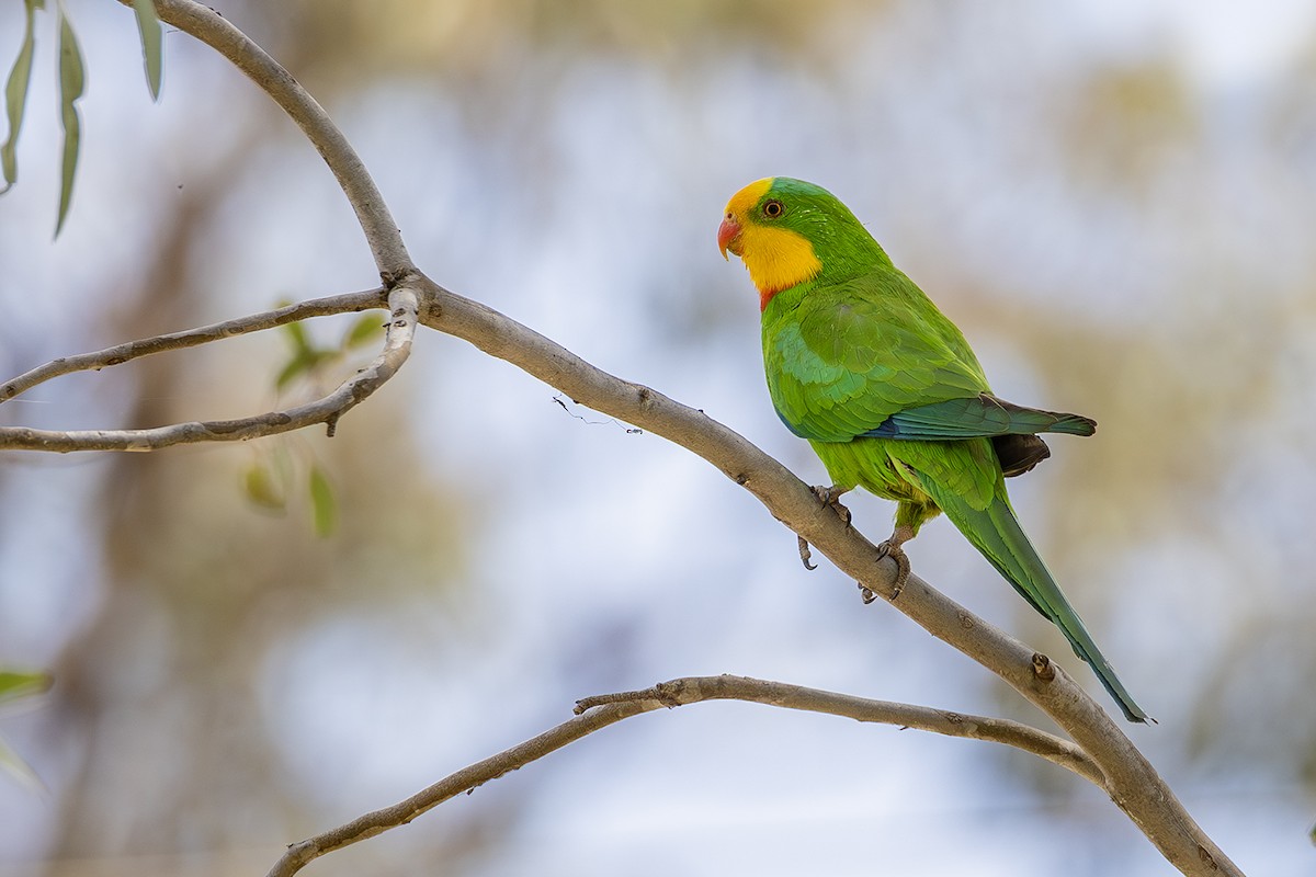 Superb Parrot - ML641746661