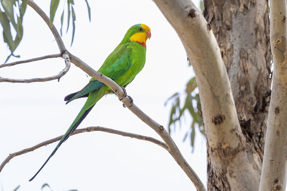 Superb Parrot - ML641746662