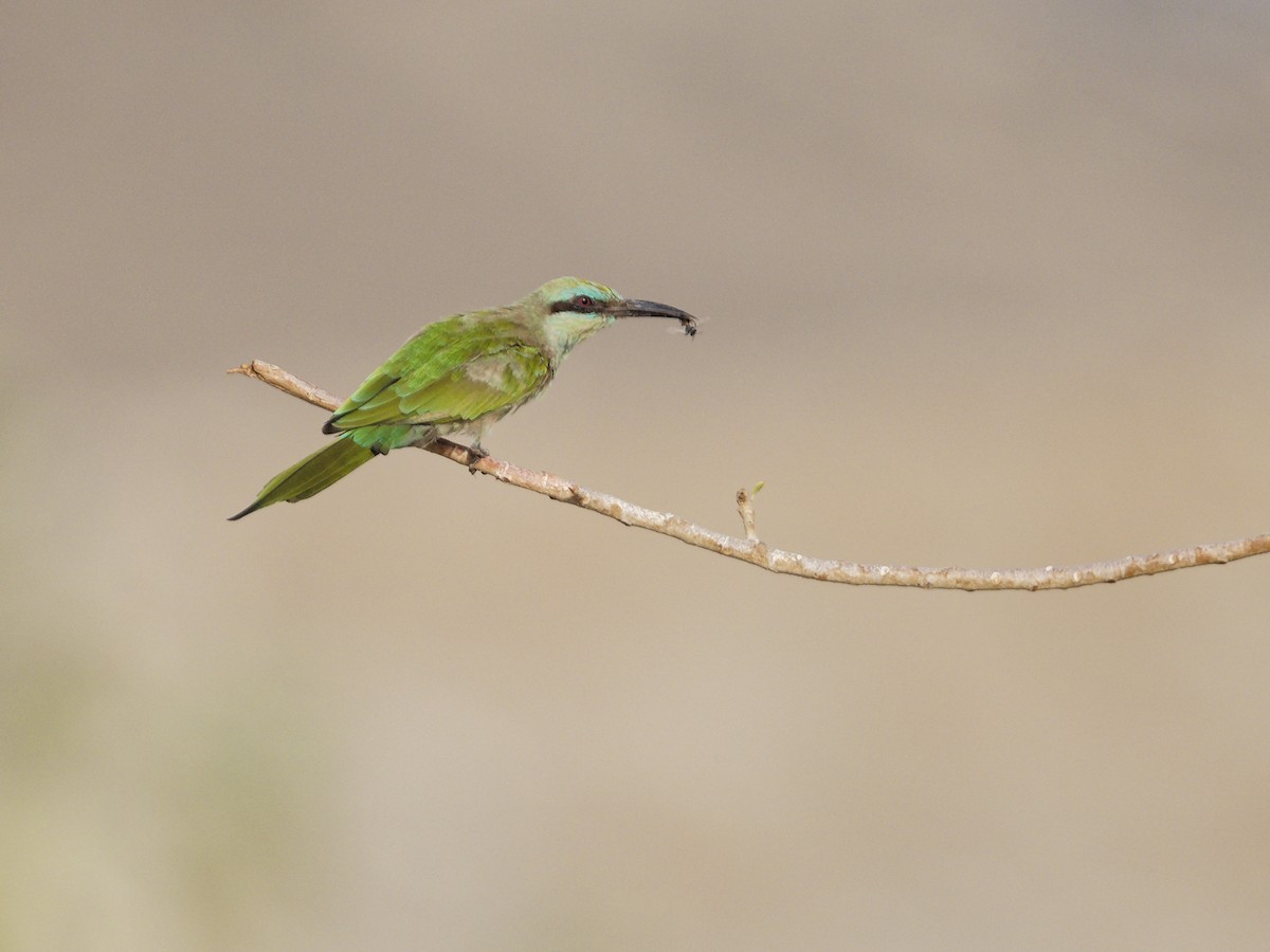 Arabian Green Bee-eater - ML641746678