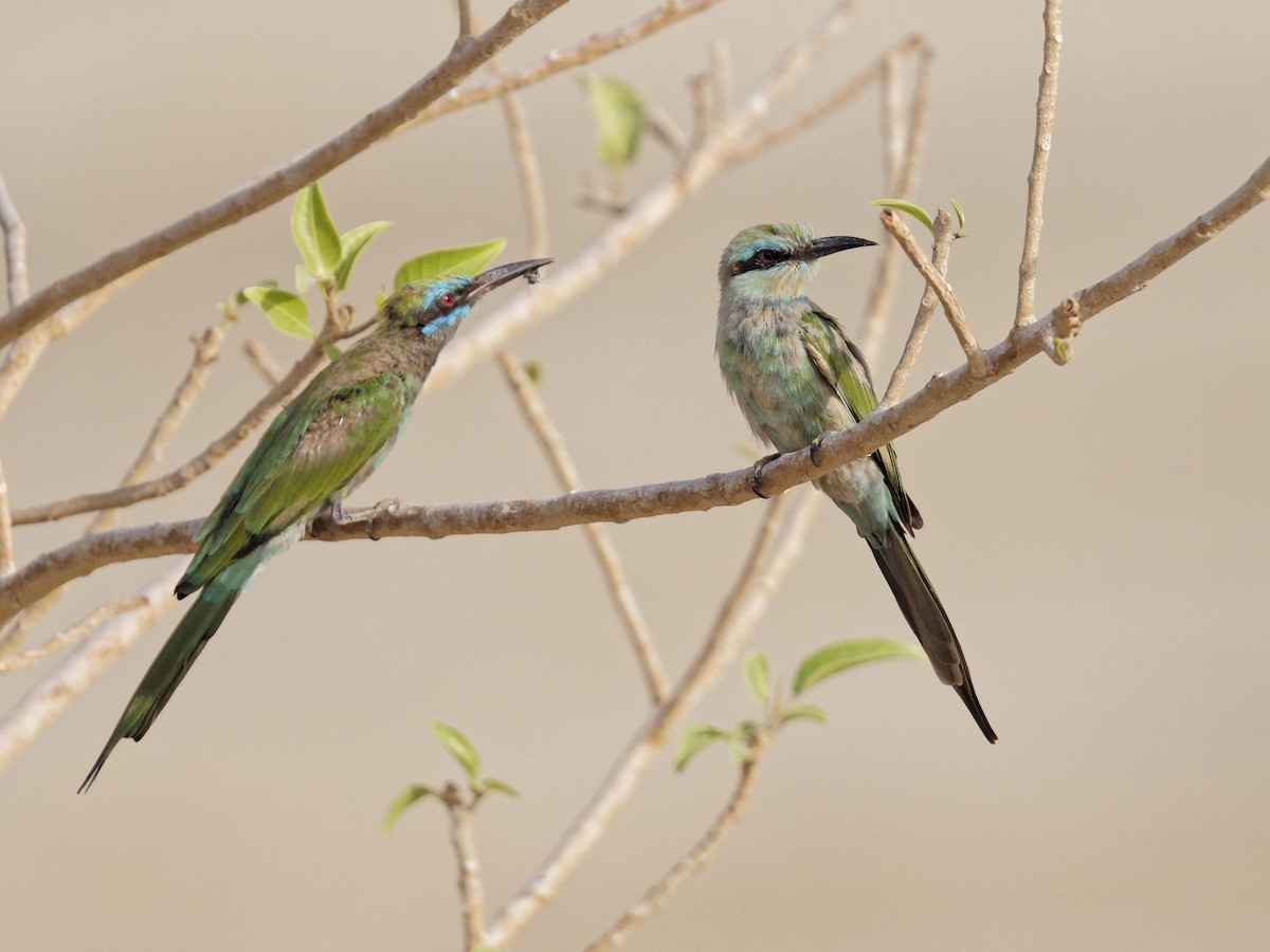 Arabian Green Bee-eater - ML641746679