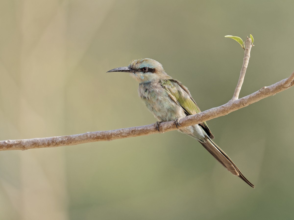 Arabian Green Bee-eater - ML641746680