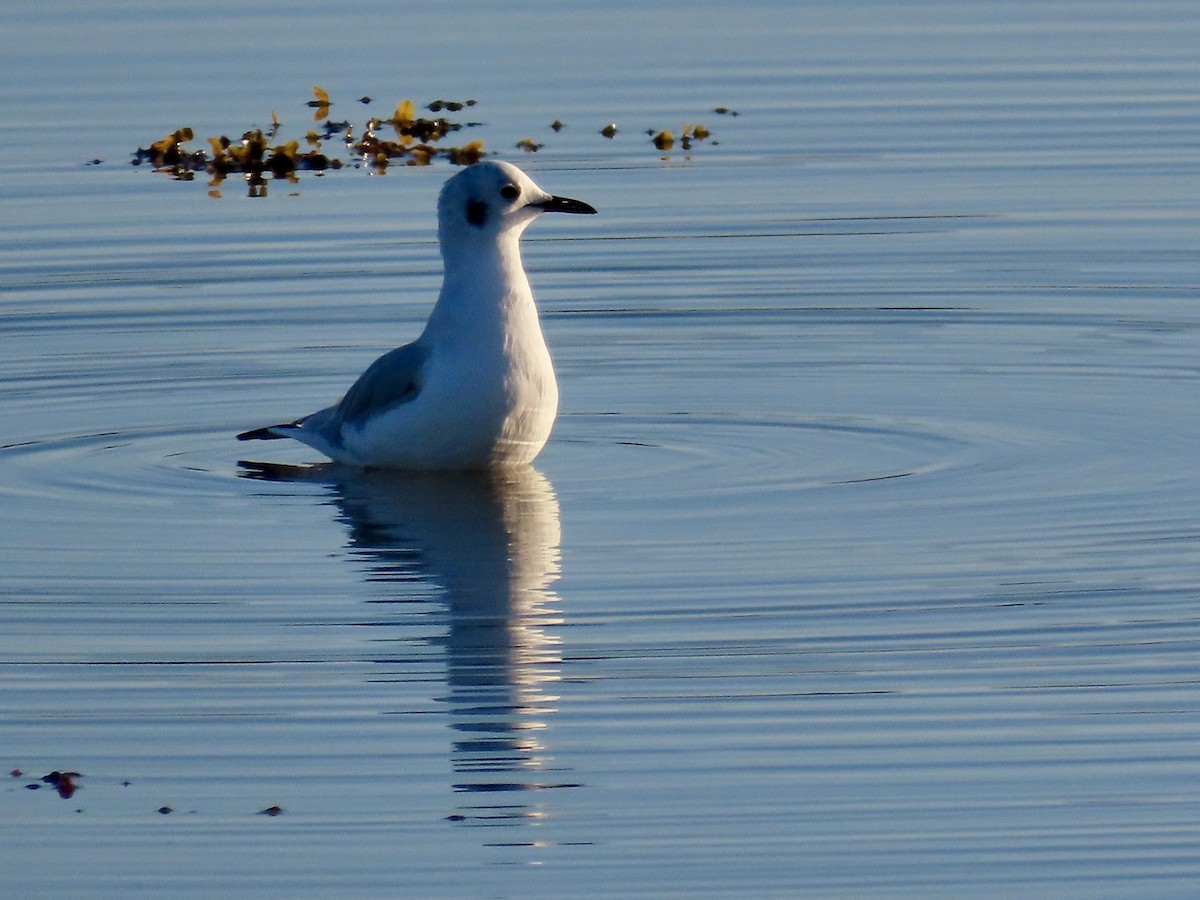 Bonaparte's Gull - ML641746705