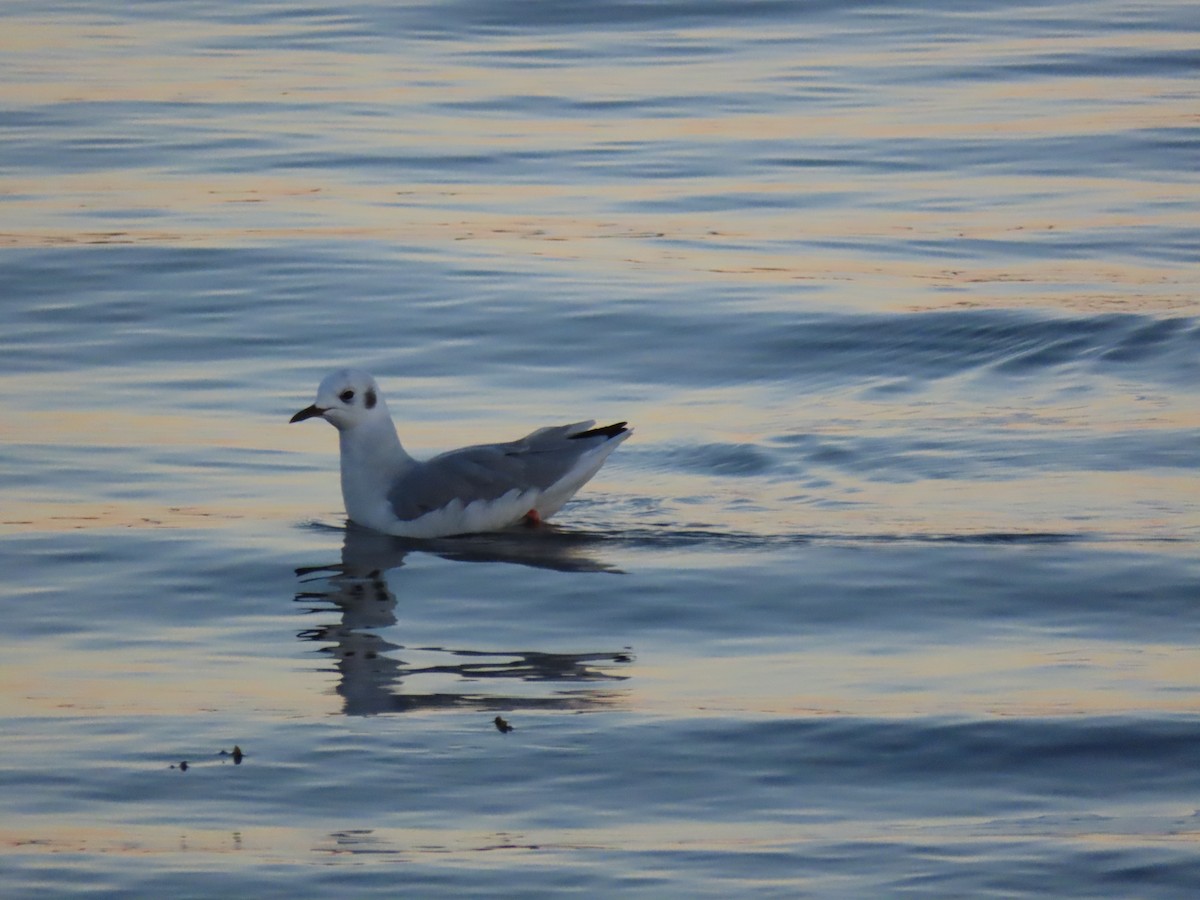 Bonaparte's Gull - ML641746706