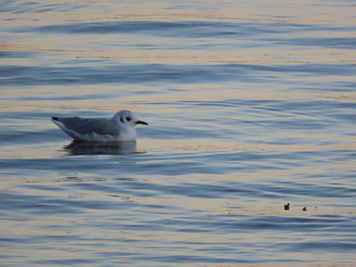 Bonaparte's Gull - ML641746707