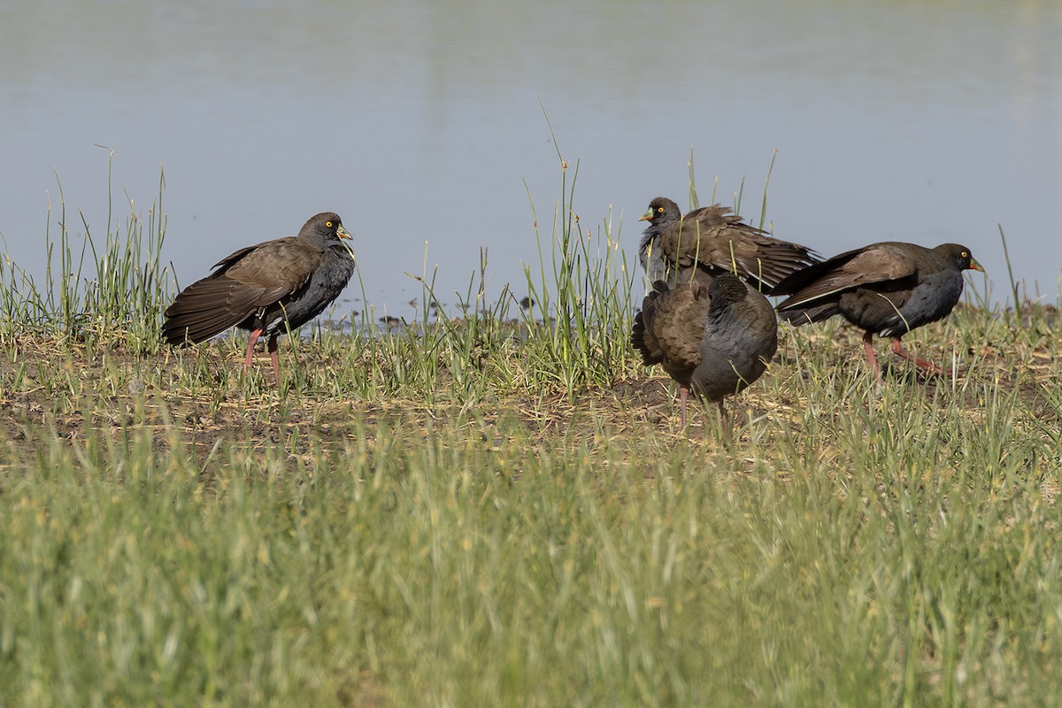 Black-tailed Nativehen - ML641746717
