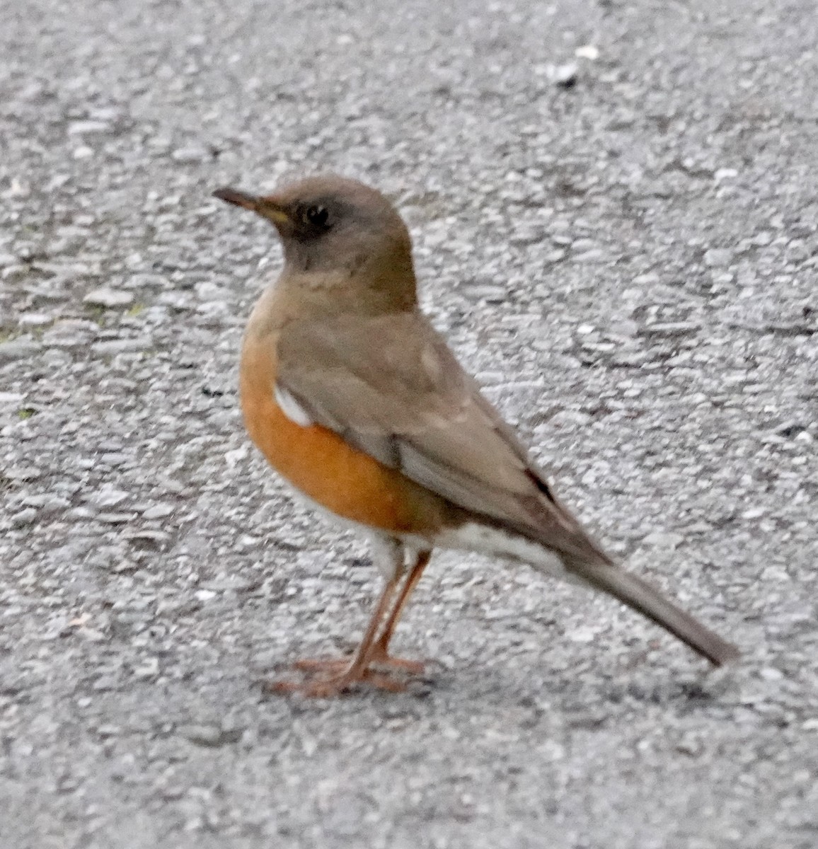 brunhodetrost - ML641746778