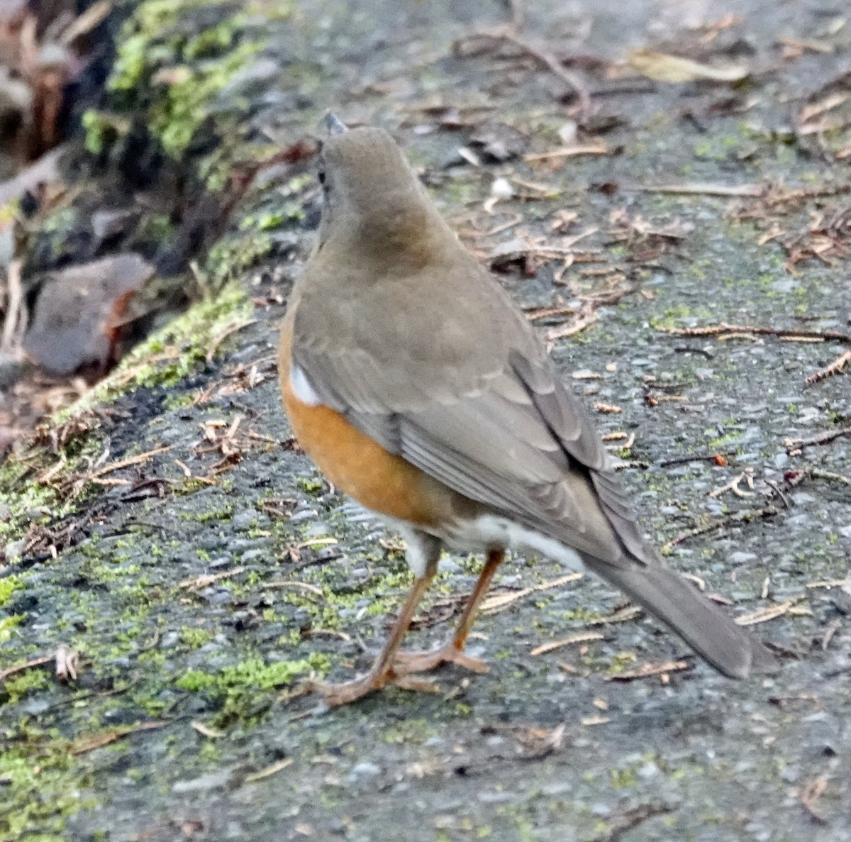 brunhodetrost - ML641746785