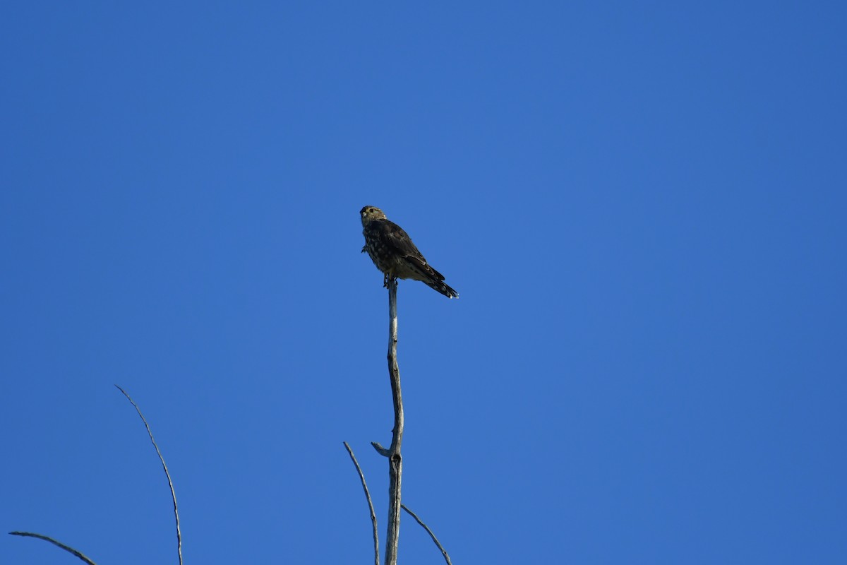 Merlin - ML641746790