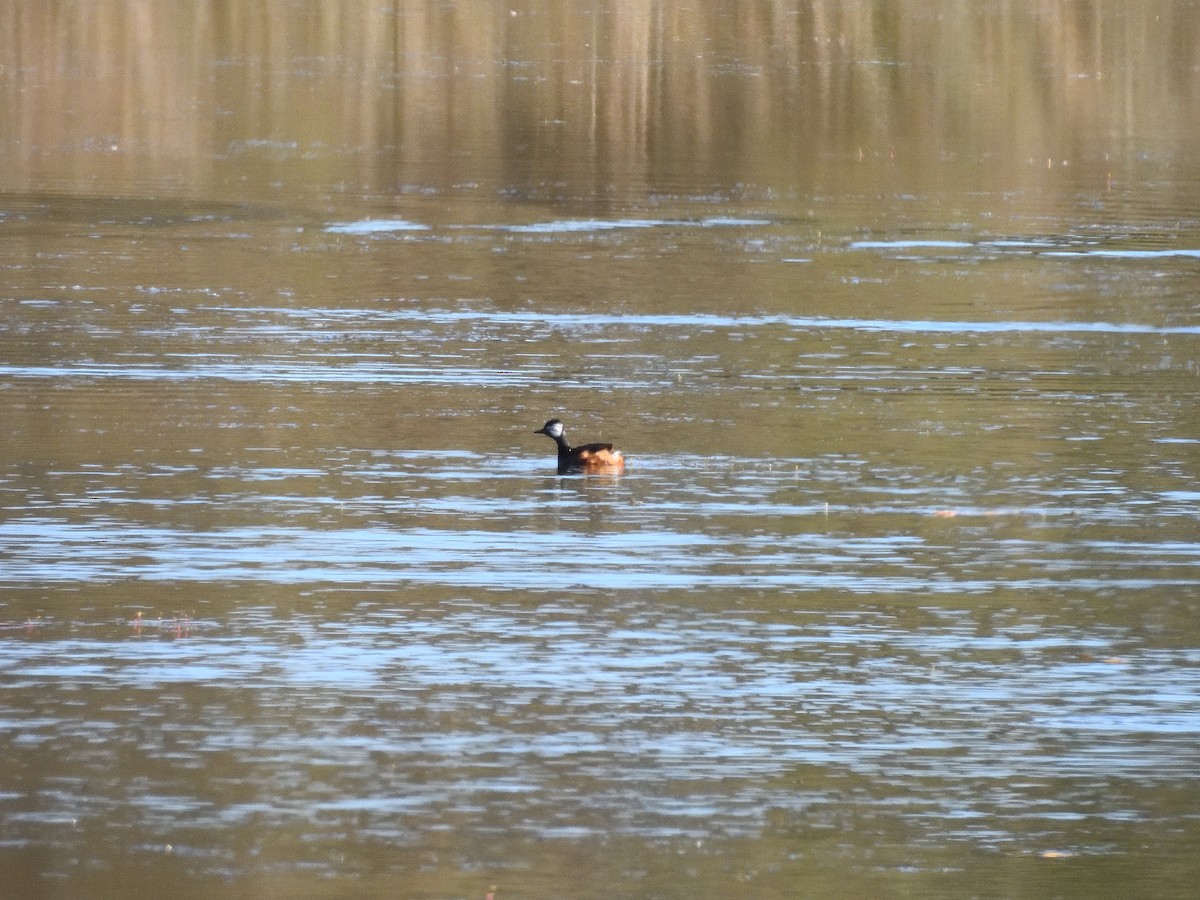 White-tufted Grebe - ML641746796