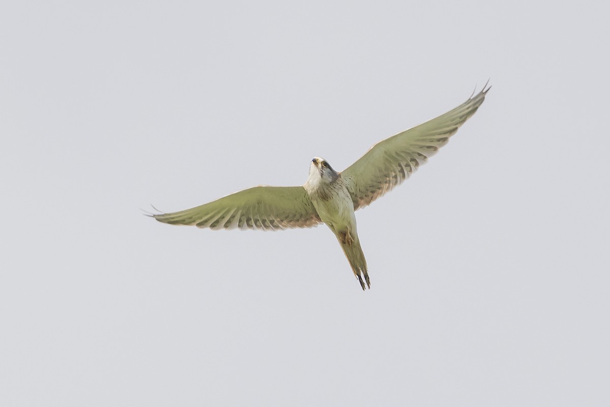Nankeen Kestrel - ML641746798