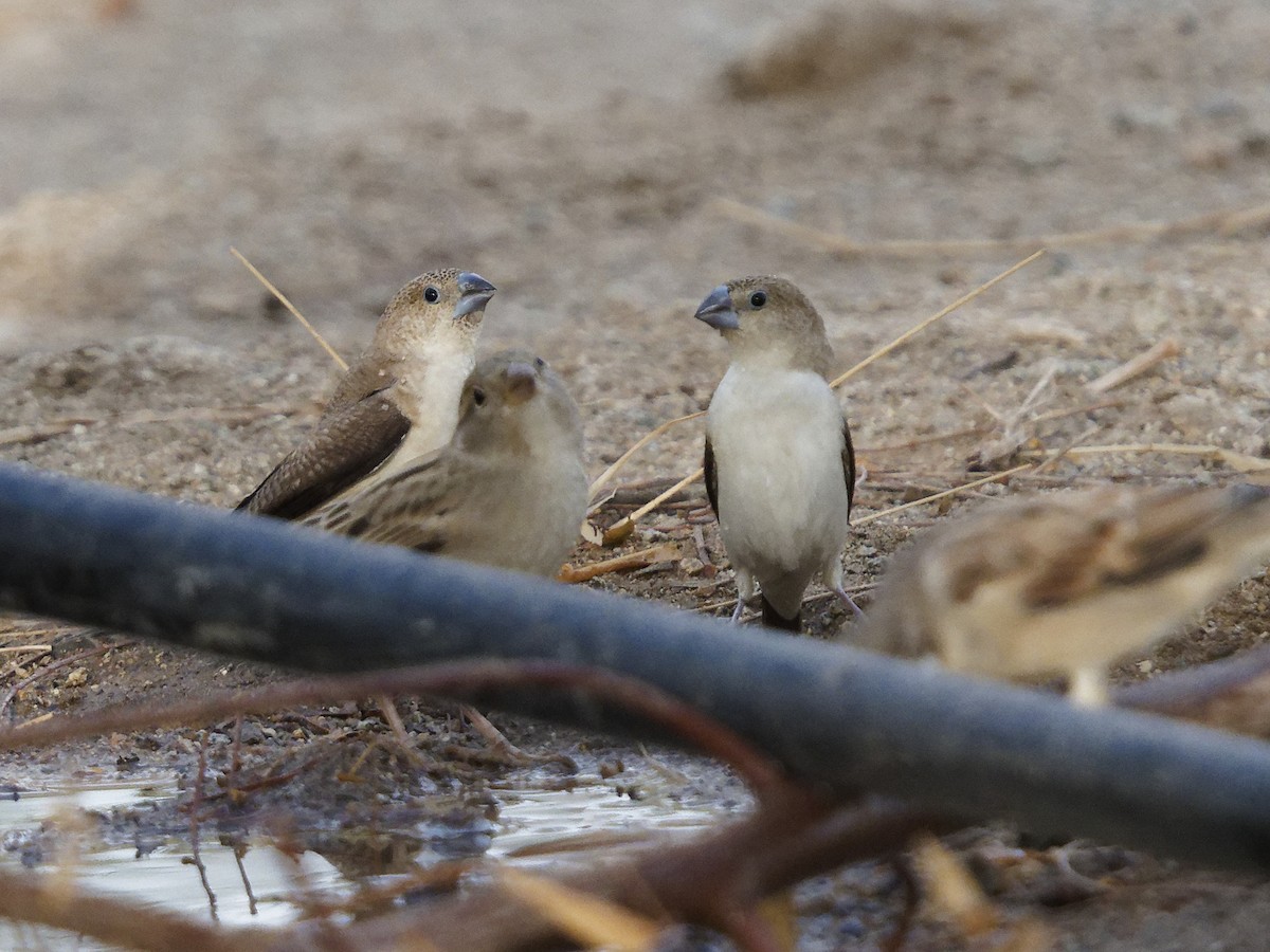 African Silverbill - ML641746866