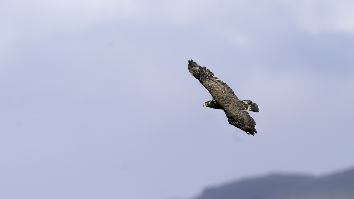 Haubenschlangenadler [cheela-Gruppe] - ML641746884